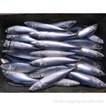 Nuevo aterrizaje de pescado congelado Pacific Mackerel para enlatar